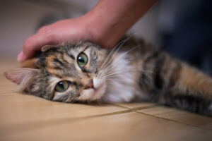 Cute cat with persons hand