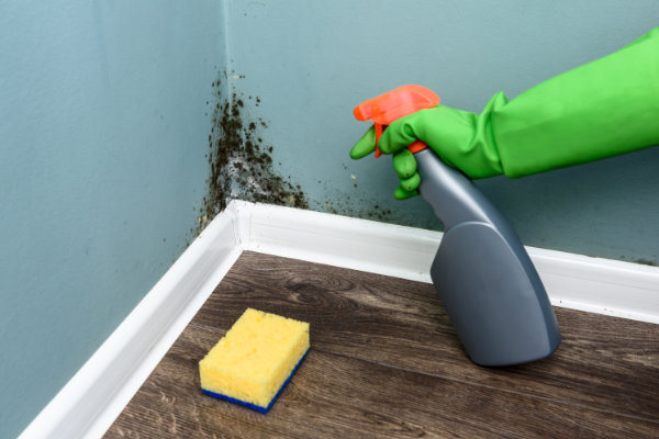 Cleaning mould on wall