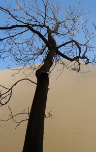 Tall tree near building